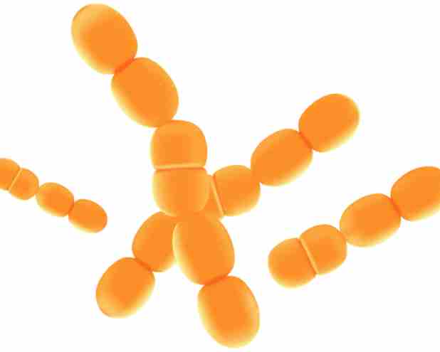 lactobacillus paracasei