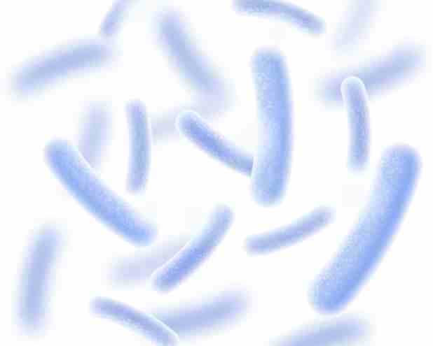 lactobacillus