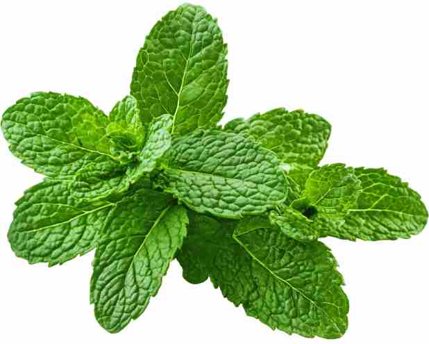 peppermint
